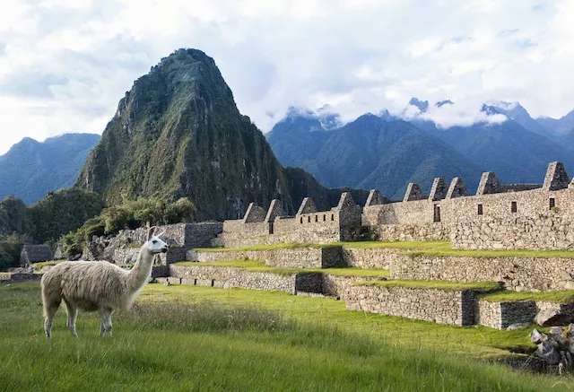 animales en machu picchu